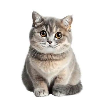A smol description cat - alt text
